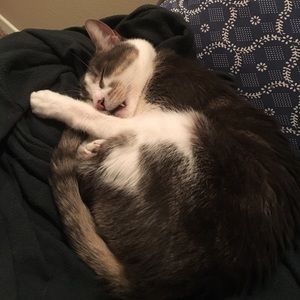 Pet-friendly, Smoke-free Home